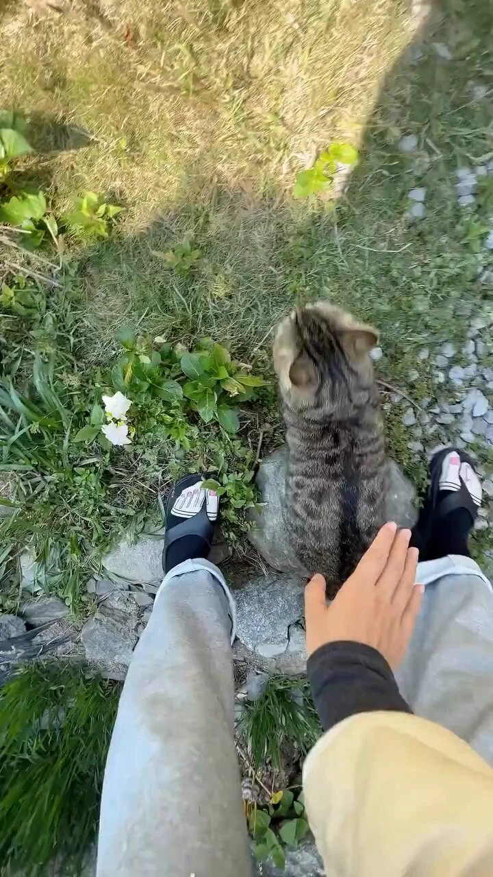 猫さん、完全に野生を失ってしまう…
 https://t.co/Fck5G6tEQb