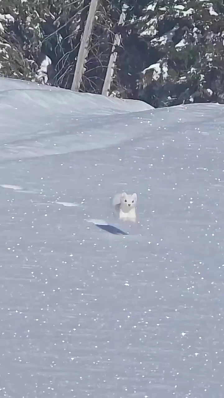 野生のオコジョが可愛くてほっこり☺️
 https://t.co/i7sHWVxv7F