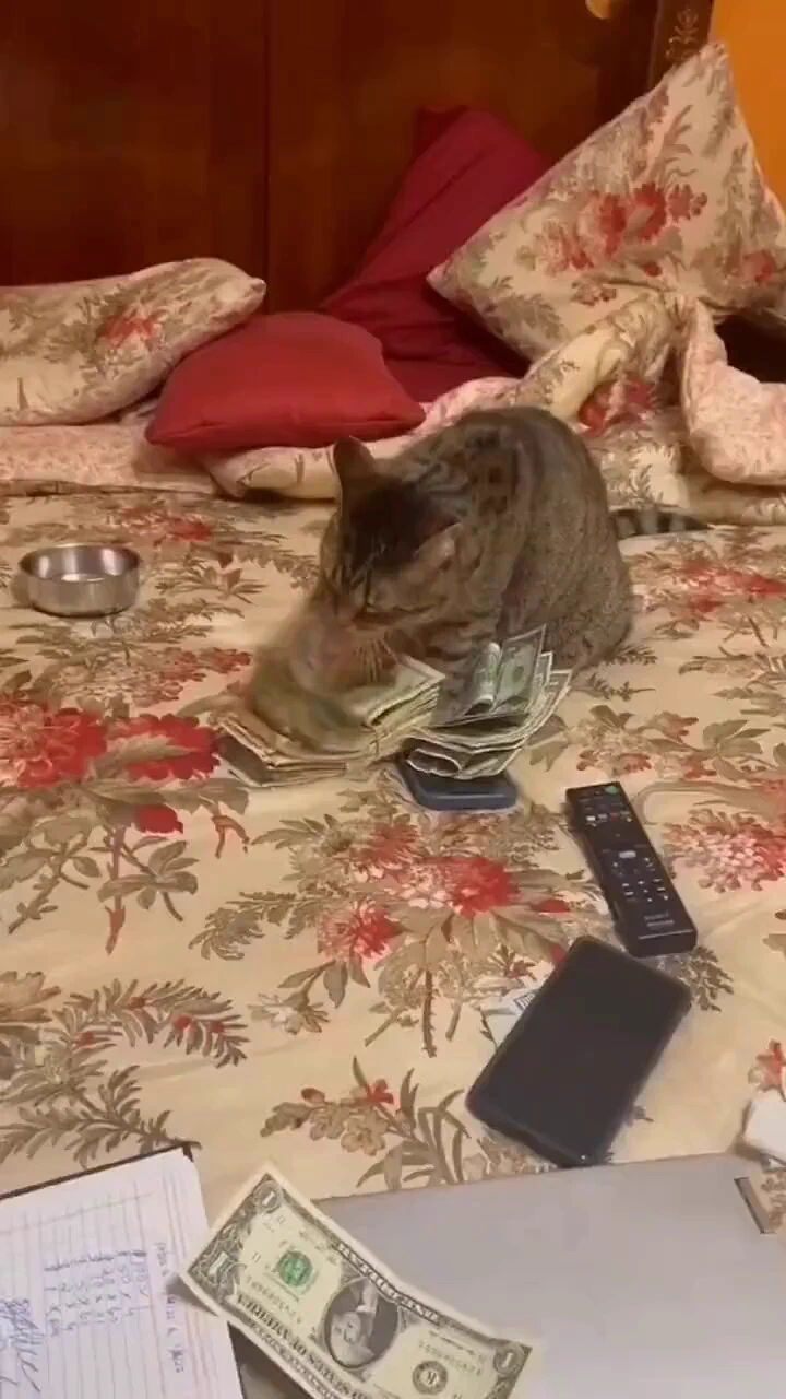 Catnip dealer.. 😅 https://t.co/s8U7B0MmDb
