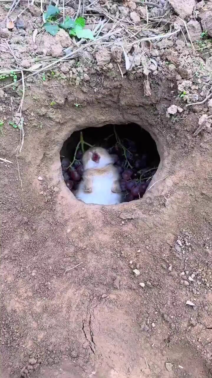 かなり良い生活してそうなウサギが見つかるhttps://t.co/rz1WoNBHJO