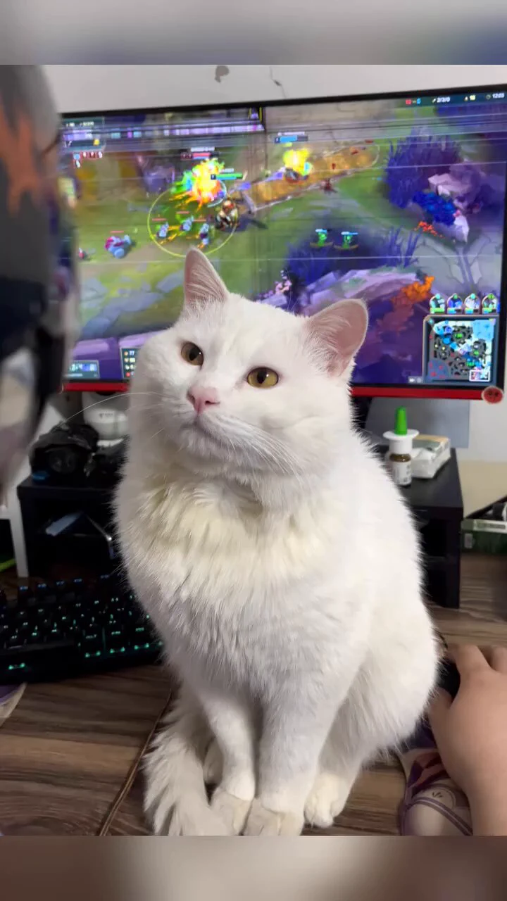 ゲームをしてかまってくれない飼い主の邪魔をする猫
 https://t.co/VkhQxuYNs3