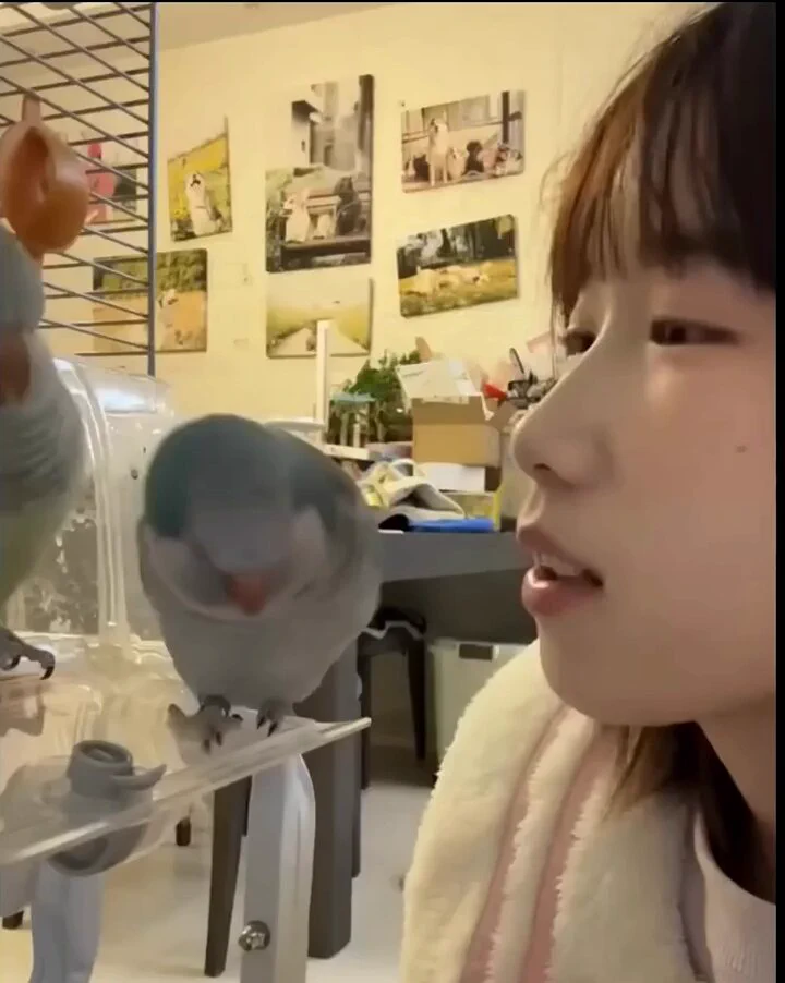 オウムにチューしたら起こること🥰👍 https://t.co/HdoOdfOH36