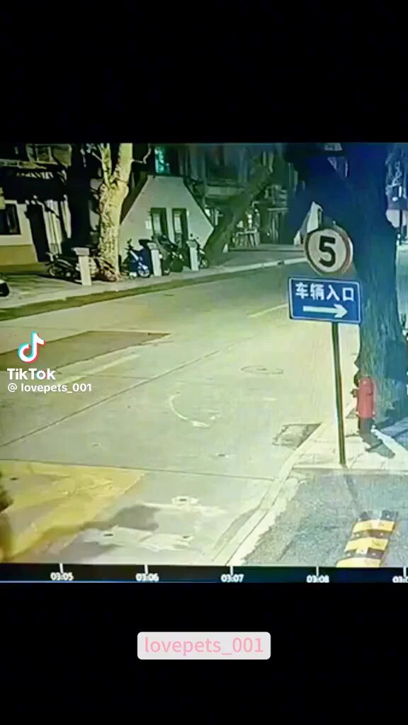Cats under surveillance 🤣🤣🤣🤣🤣 https://t.co/8timy8melV