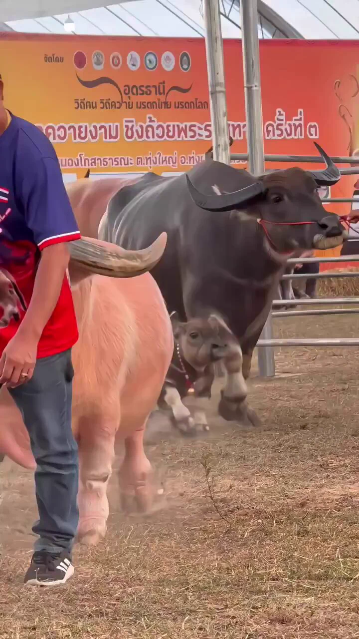 The baby buffaloes are so cute.😂 https://t.co/93iw1cw2MO