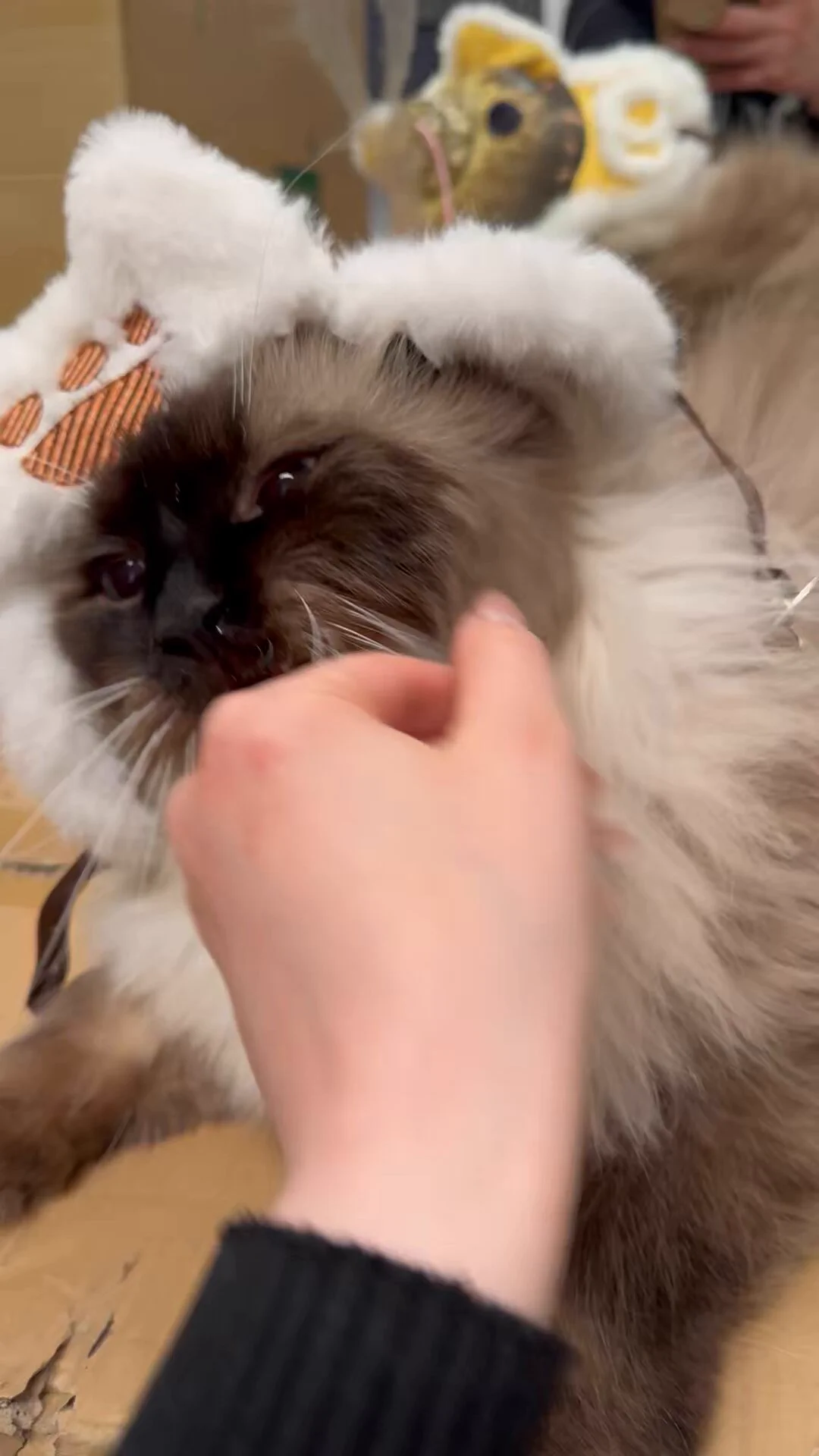 I think my Palico is broken…. https://t.co/cDl0eIhtWq
