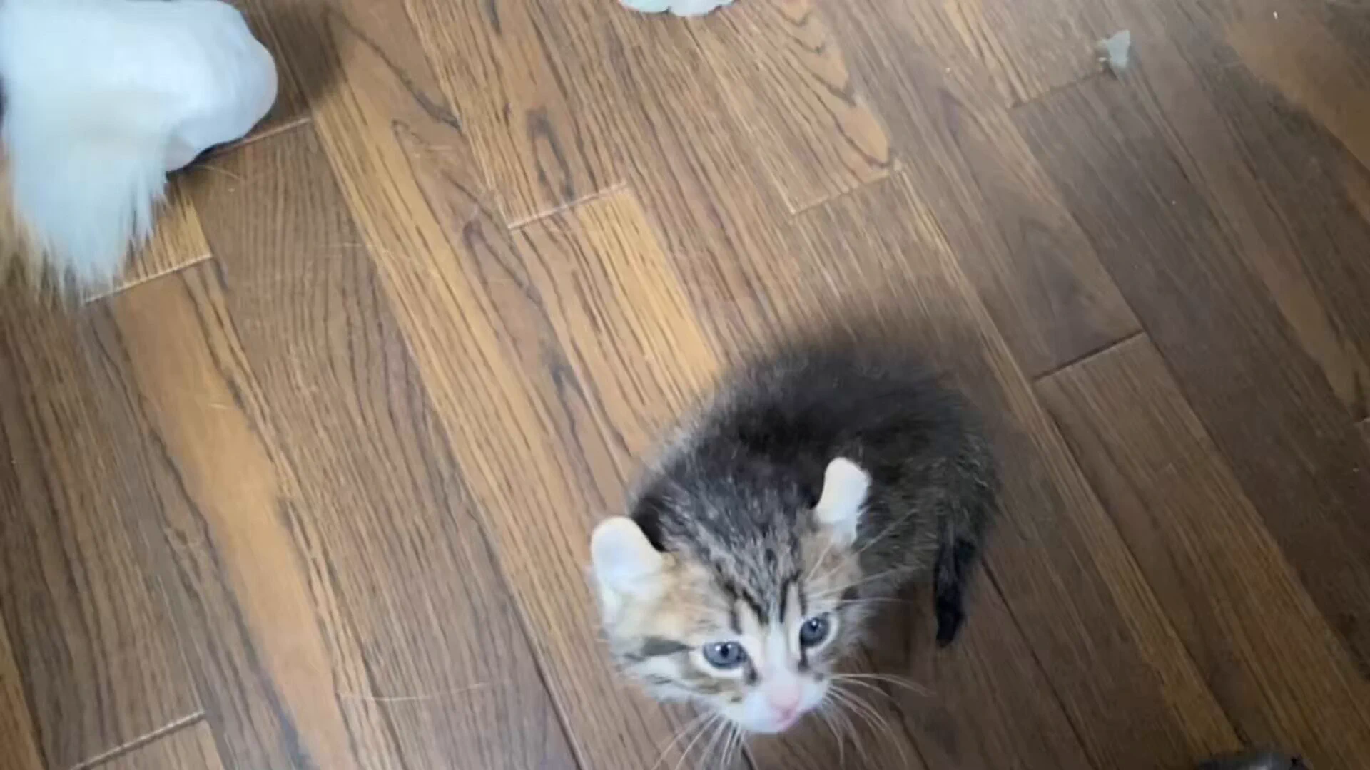 でっかいワンちゃんの胸元に入っていったと思ったら、一瞬で熟睡してしまった子猫見て
 https://t.co/z1T5rm4XQ2