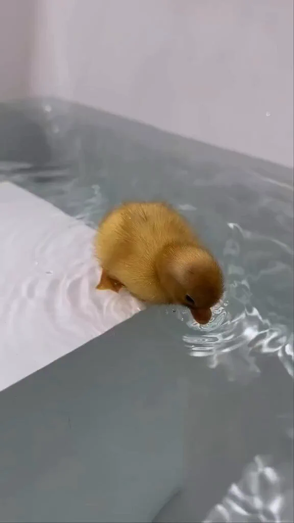1 week old Running ducks 🐥 https://t.co/Mm7onoPJDy
