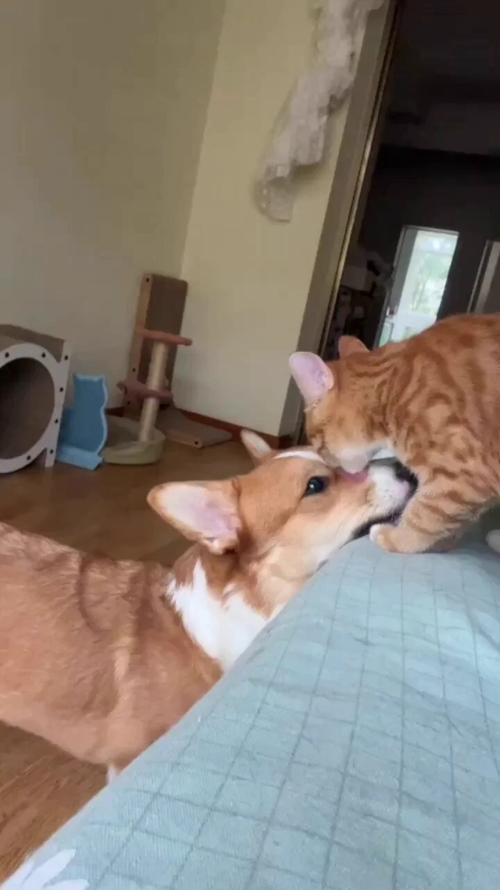 コーギーのこと好きすぎる猫の毛繕い、ずっと見てる
 https://t.co/JmhZvvQ7Ik