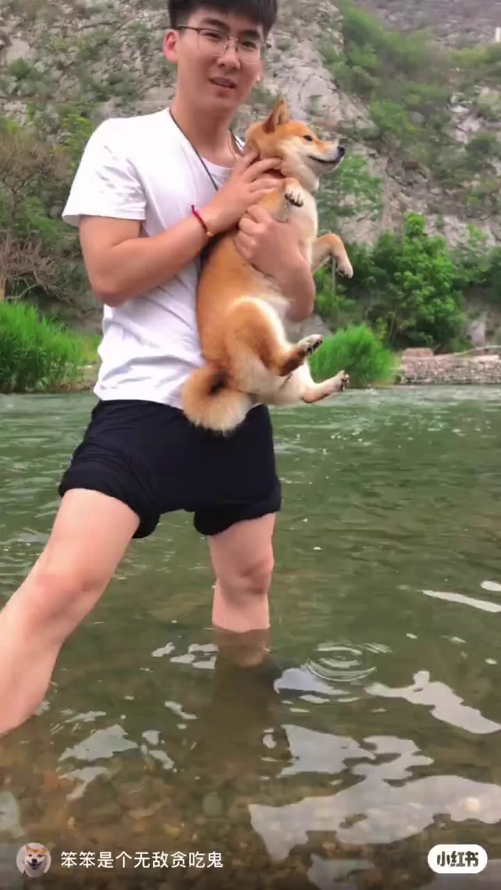 一生懸命水かきしてる柴犬見て
 https://t.co/64de2Frhhw