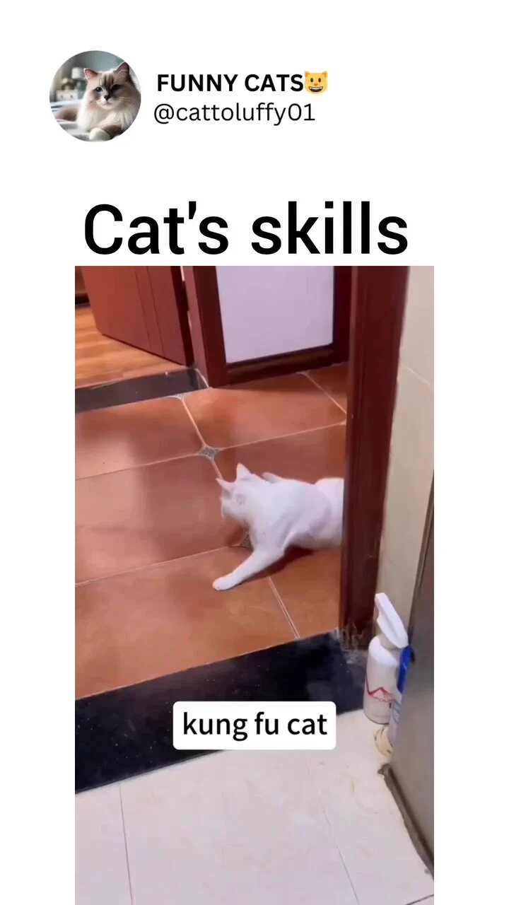 Kung fu cat 😺 https://t.co/9b0IDMbdQ1
