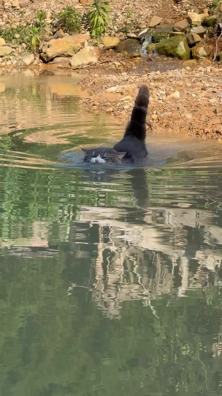 Crococat https://t.co/QdHcwjAqhB