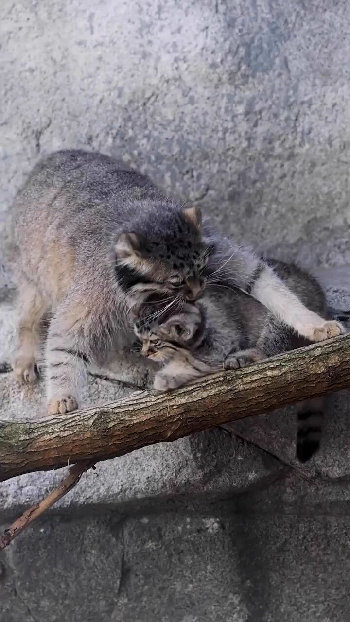 Pallas cat mama and her stubborn kitten..kids will be kids..🐾😅 https://t.co/Y7Ygepw0Zx