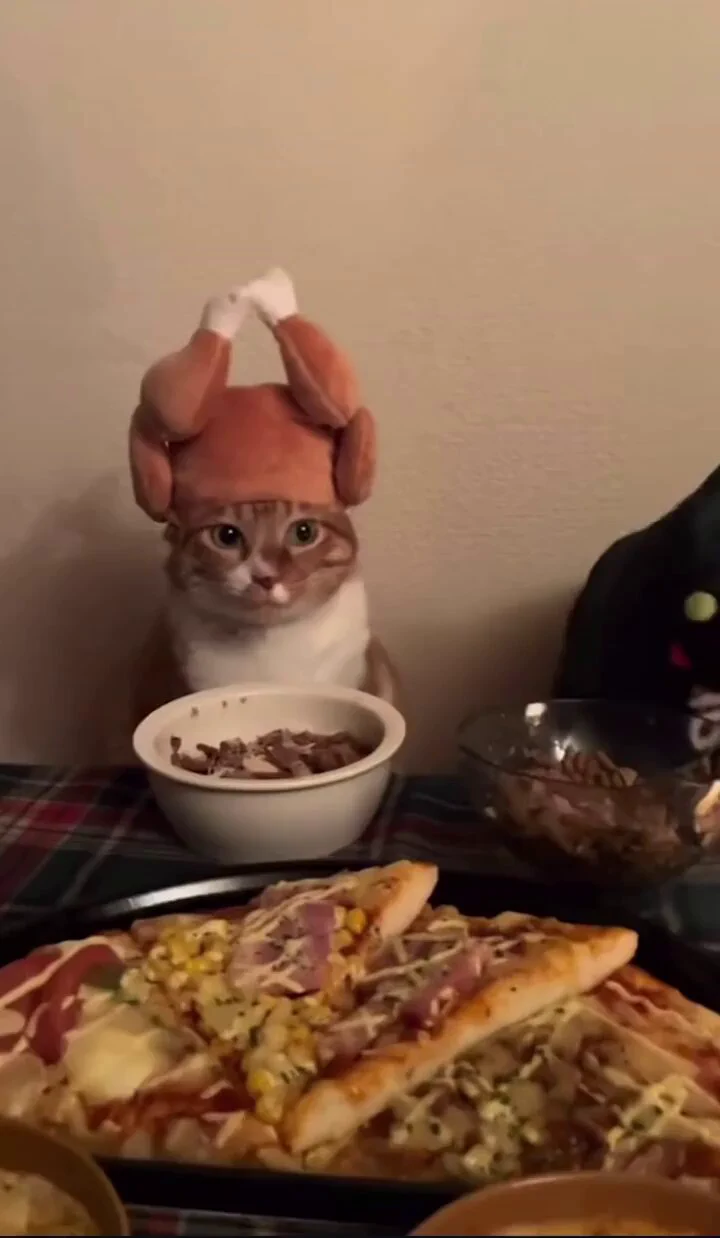 お肉のコスチュームが似合いすぎてる猫、見つかる…🐱🍖
 https://t.co/U40kJjX0ac