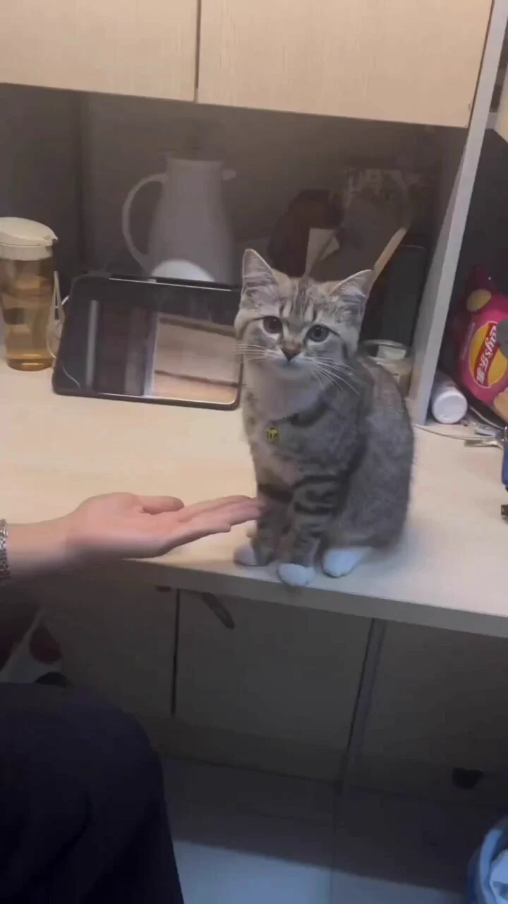 When you ask for a handshake, but the kitten wants to give you kisses..🐈🐾😽😘😅 https://t.co/YxRkHGOXI7