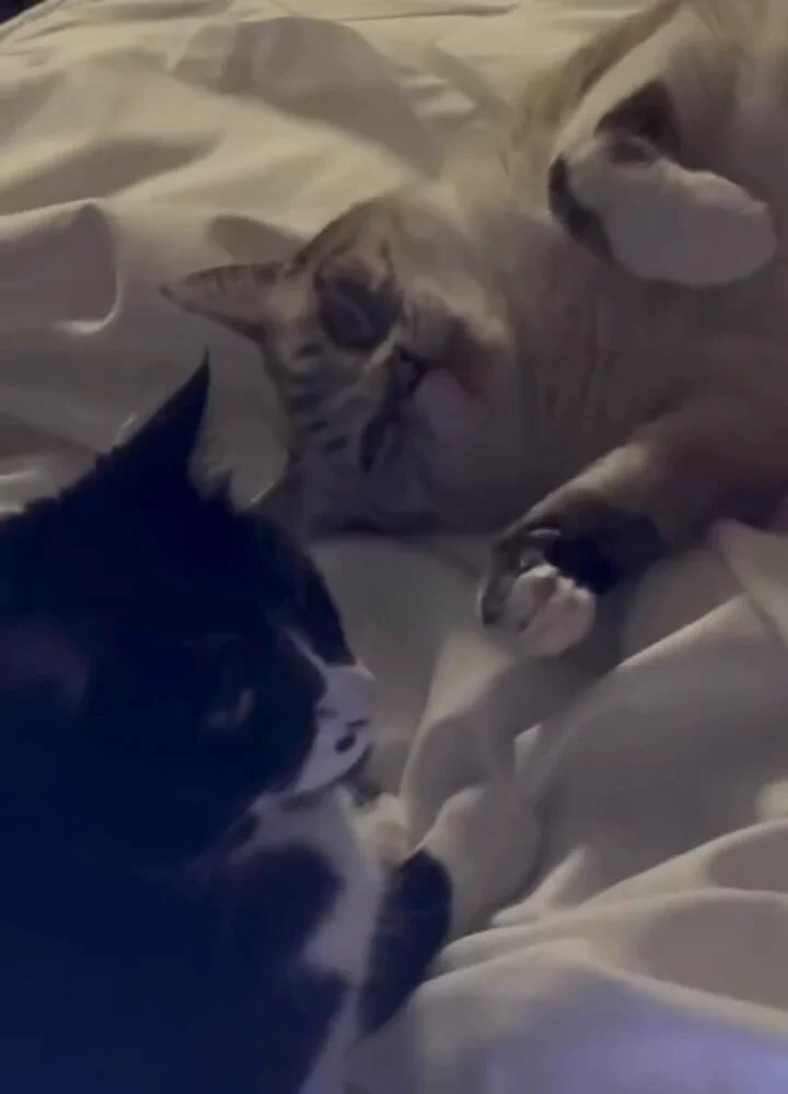 😼 https://t.co/A1uQ9nGLhY