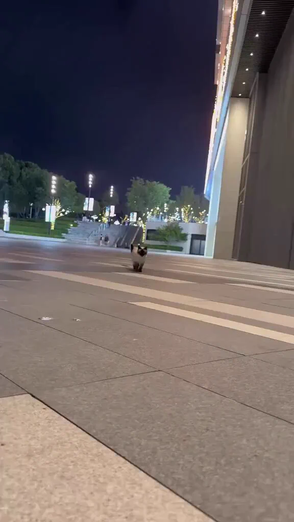 態度の違う猫たち、ずっと見てられる😂
 https://t.co/DDrVPrBNZF