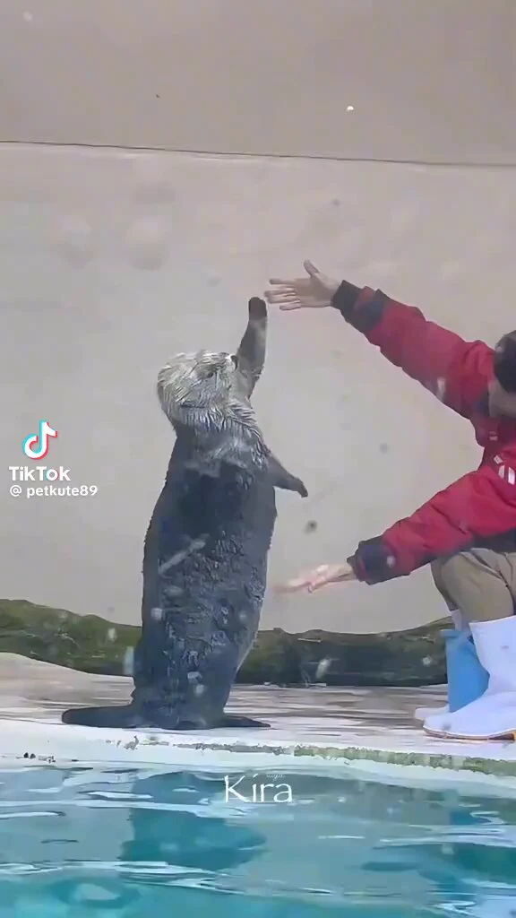 水族館のラッコ最高に可愛すぎるから見て
 https://t.co/0fU8dOsWsO