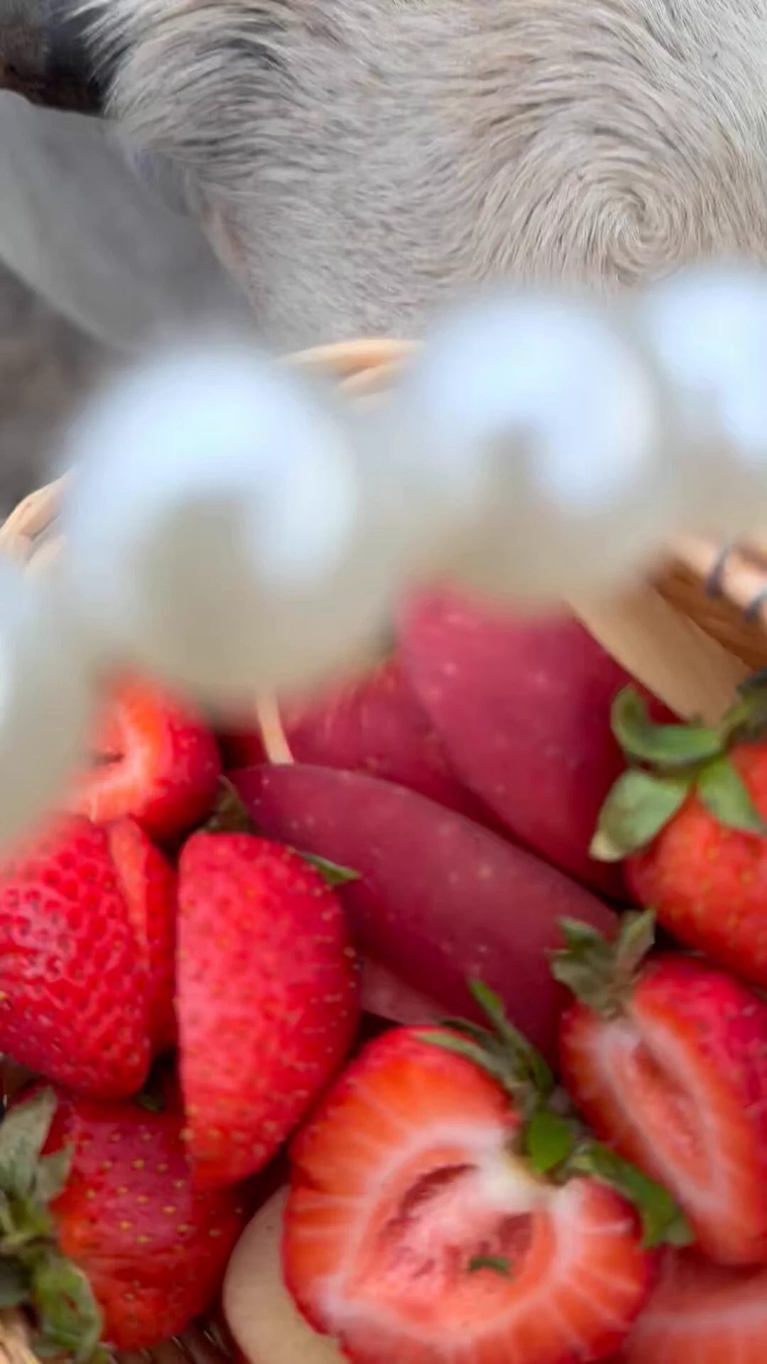 A little micro cow mukbang 🍓🐮🍎 https://t.co/NO9naG2CJv