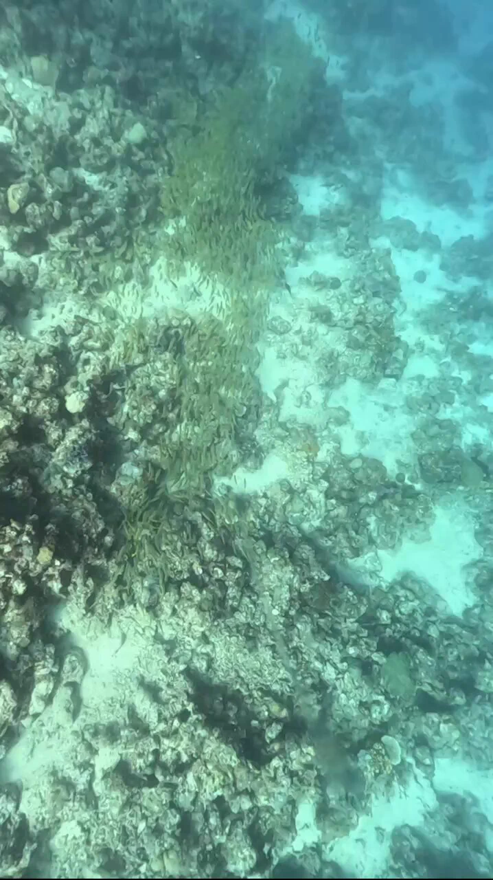 夏天到了 會讓你想到什麼呢
終於可以玩水啦🥽

𝕁𝕍𝕀𝔻 🔍 𝕗𝕒𝕟𝕝𝕒𝕣𝕒𝟙𝟚𝟚𝟛  
【LINE】https://t.co/JHpyc267YW
【JKFace】https://t.co/lqp6TnHGnf https://t.co/deG4WDd3Bm