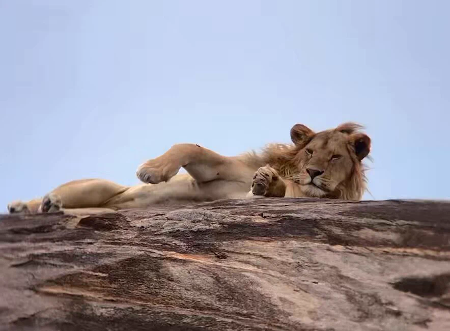 在非洲肯尼亚
看到了狮子🦁
好开心！
#肯尼亚
#狮子
#旅行 https://t.co/qlLjjegr4k
