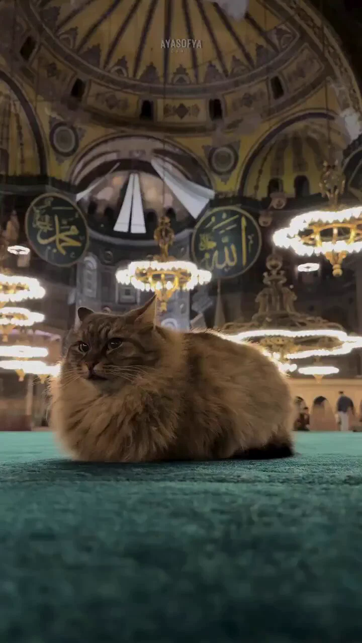 イスタンブールのアヤソフィアの荘厳な内部の絨毯の上で佇んでいる猫
https://t.co/VXVJImtOBr