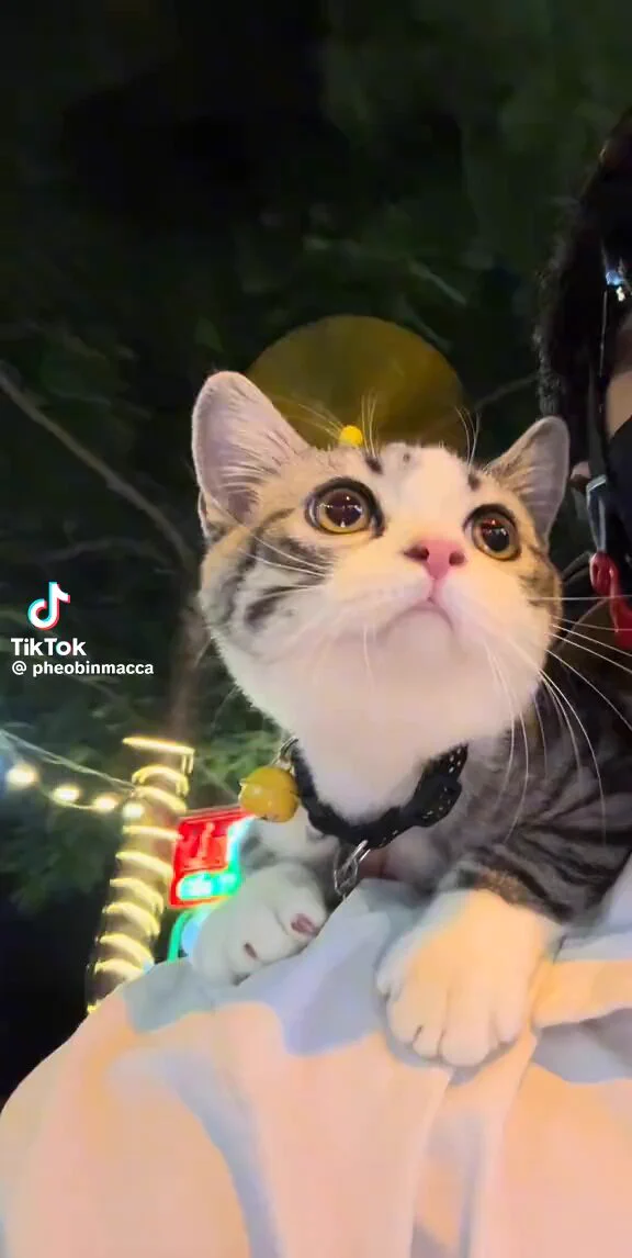 ドラえもんになってた猫見て https://t.co/a1GQETVqlV