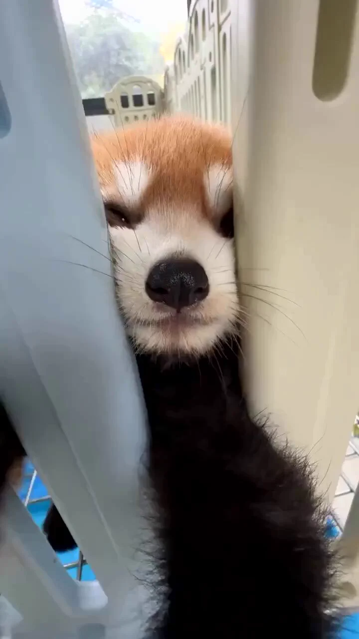 どうしても届かないレッサーパンダがかわいい https://t.co/XkIpm76d80