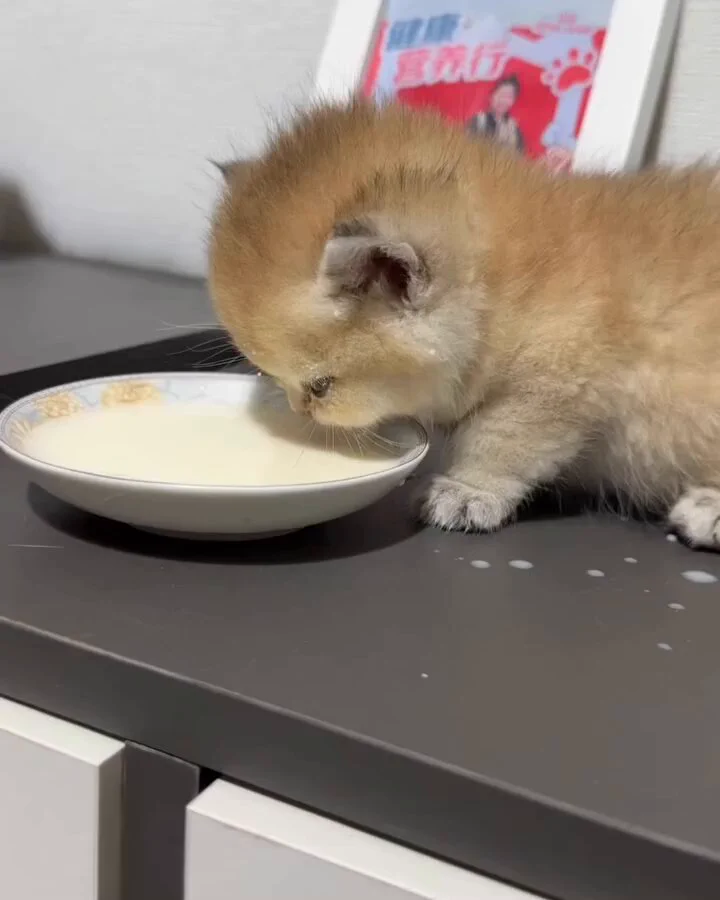 Adorable baby kitty 😽💞 https://t.co/oCrkh6XDLP
