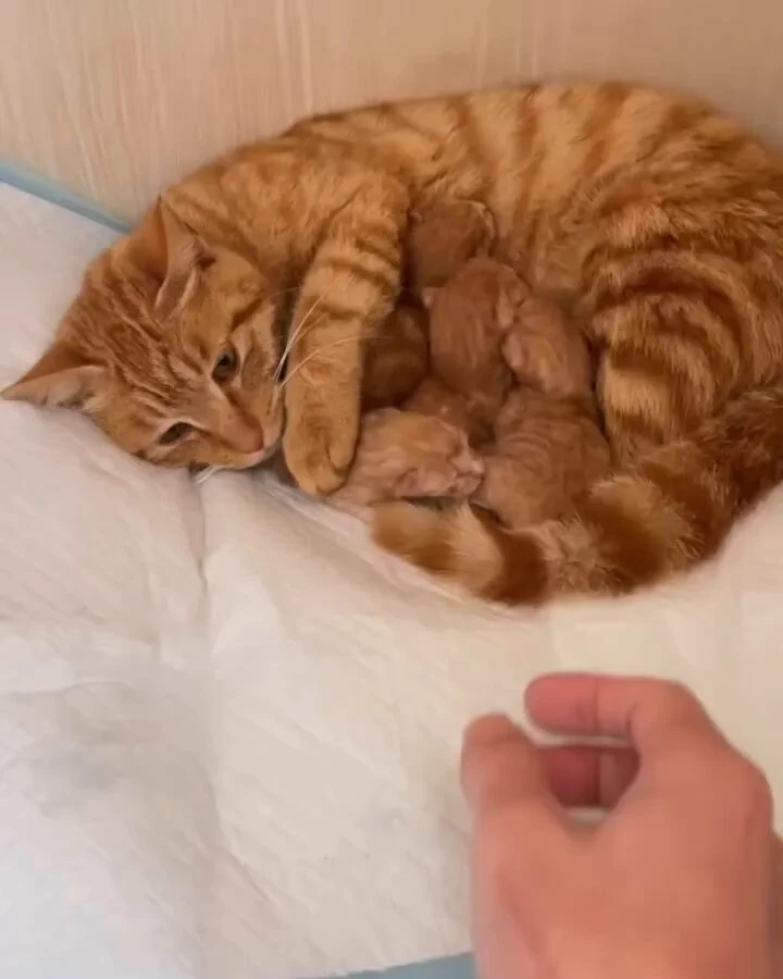 mommy cat is so cute 😺💜 https://t.co/0A72UM3CFq
