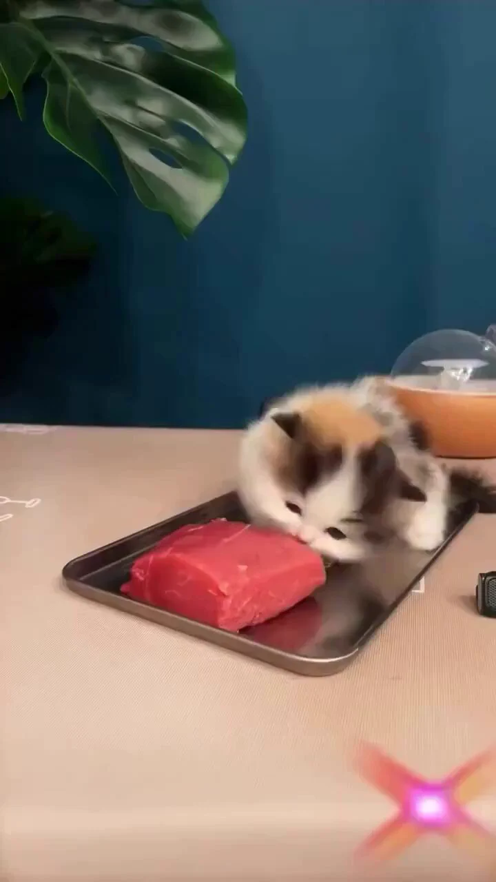 hungry cat https://t.co/RT2Hrbp2Ty