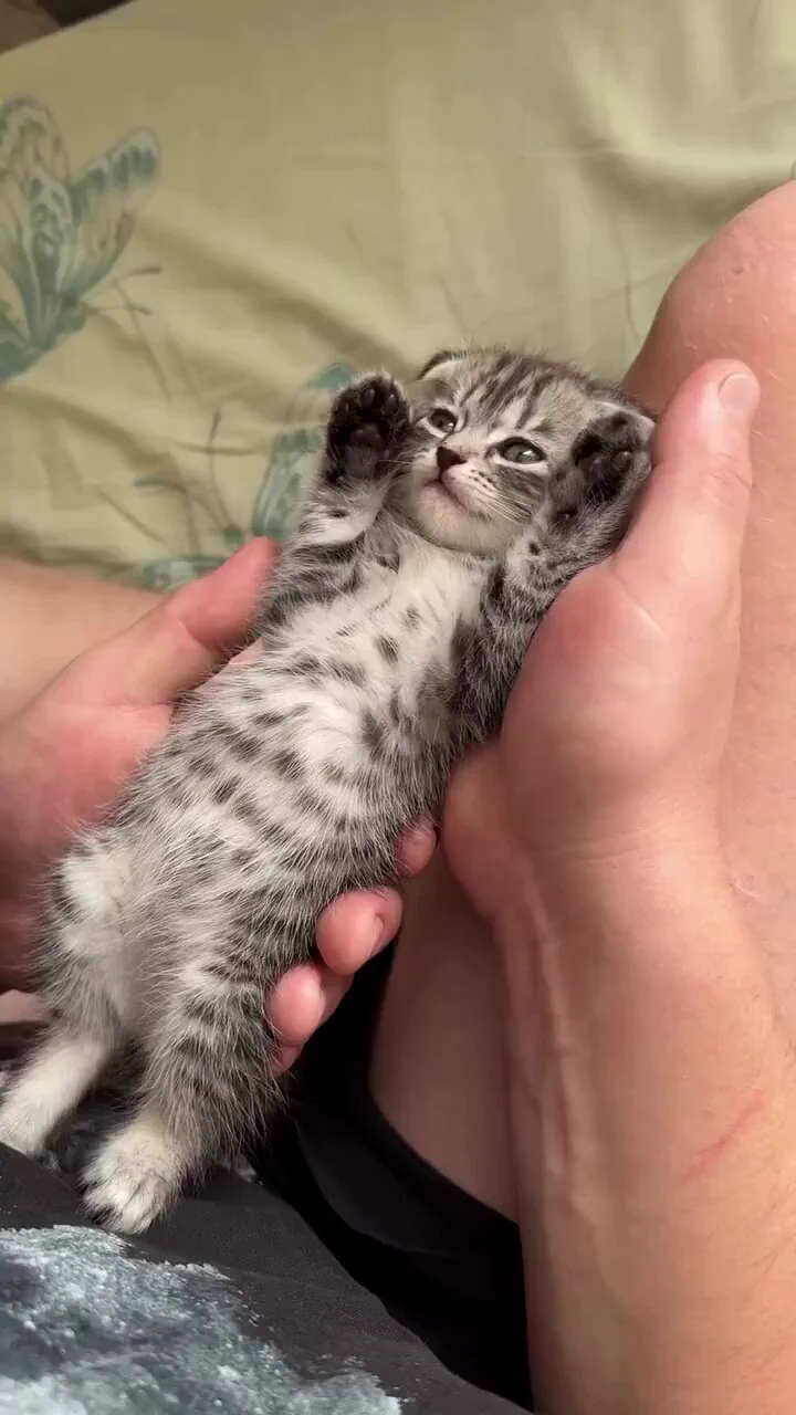Aww so lovely baby cat 😽💞 https://t.co/j156hxeABm