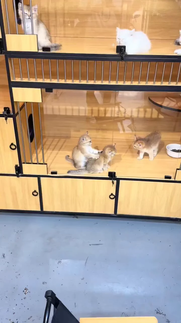 ペットショップ来たら施術始まってた https://t.co/VeTJBAfJjy
