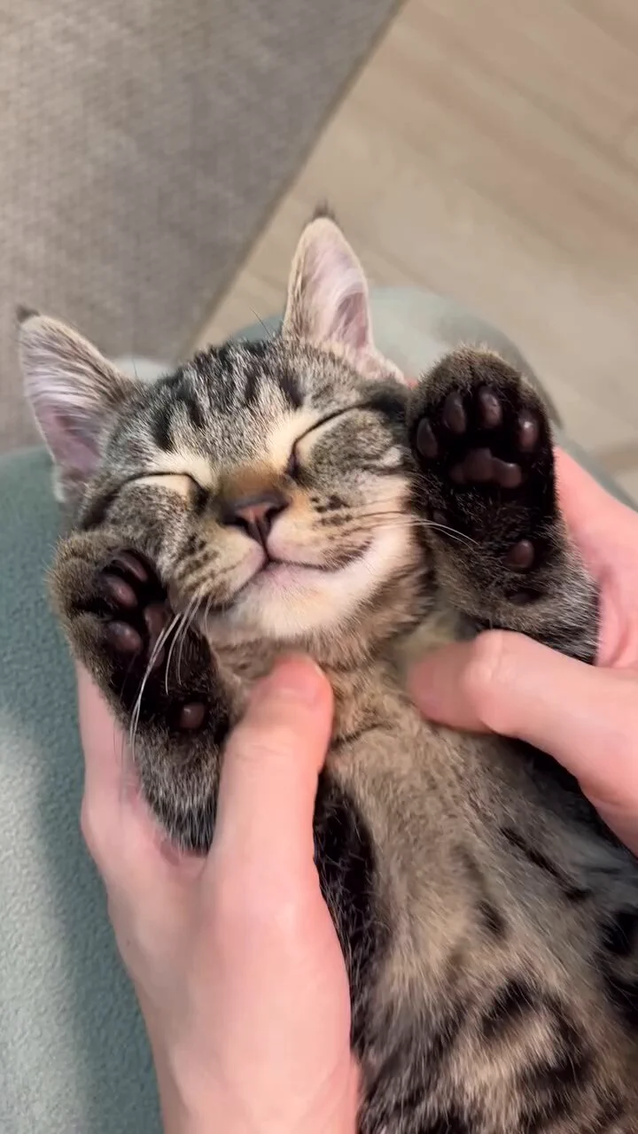 cats are so precious  😽💞 https://t.co/jqHmj95NEQ