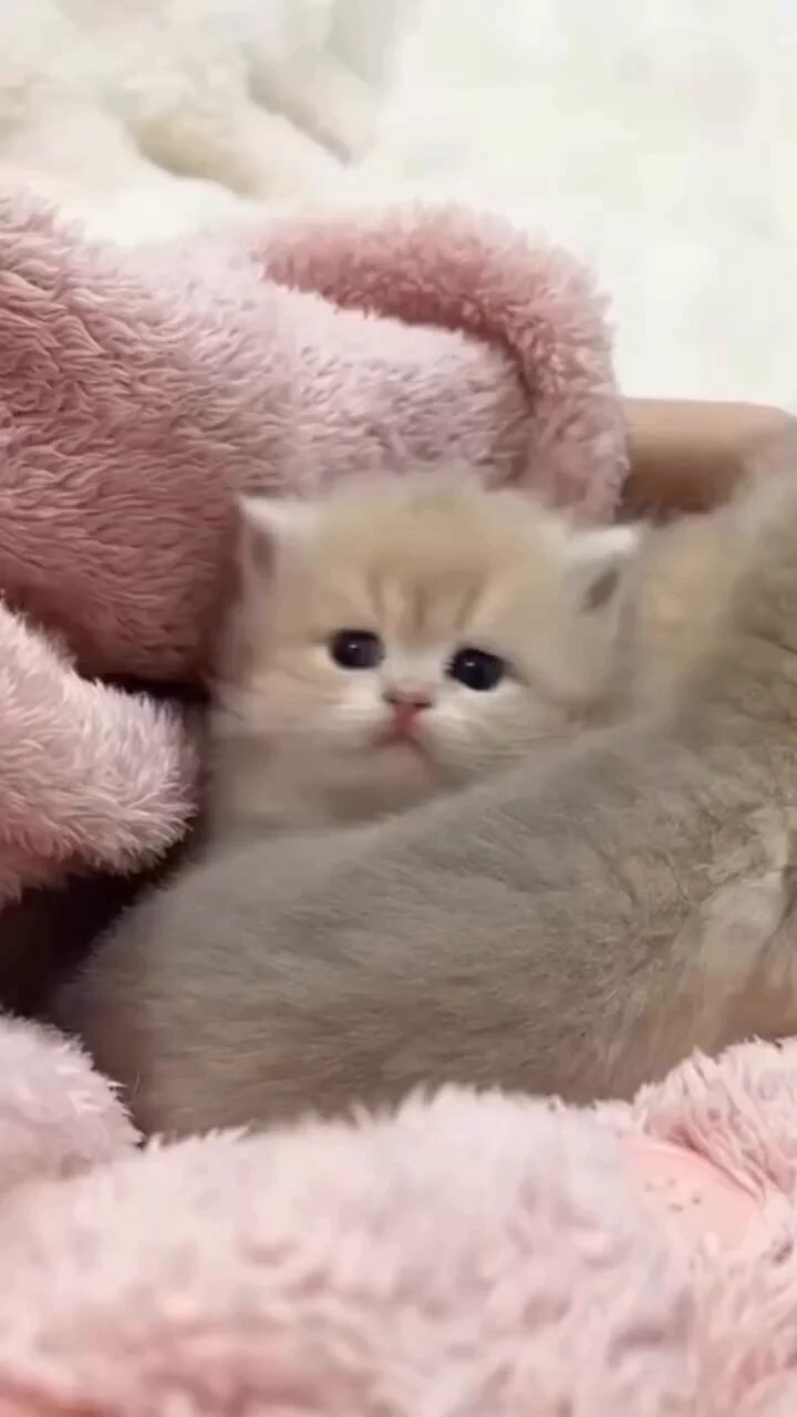Aww so cute baby kitten 😽💞 https://t.co/CALvC3CASE