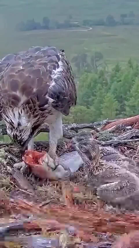 https://t.co/F8LTVwQtuh