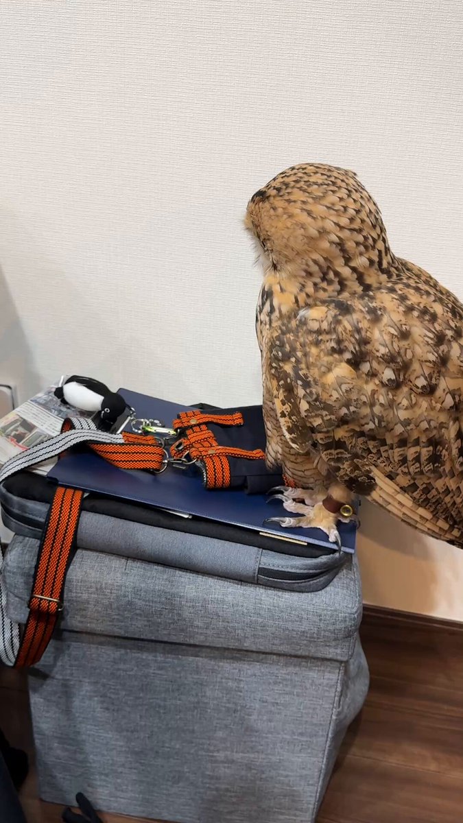 Suicaのペンギンvsファラオワシミミズク https://t.co/89T7AqCcZB