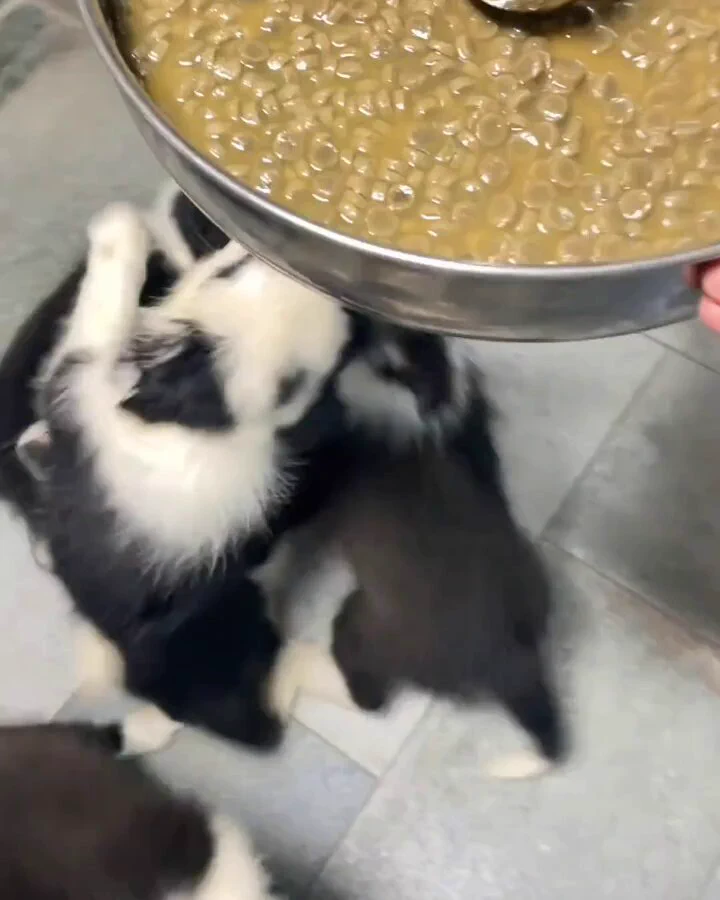 Pupnado..🐕🐾🌪️😅 https://t.co/yoZ0hl7fcm