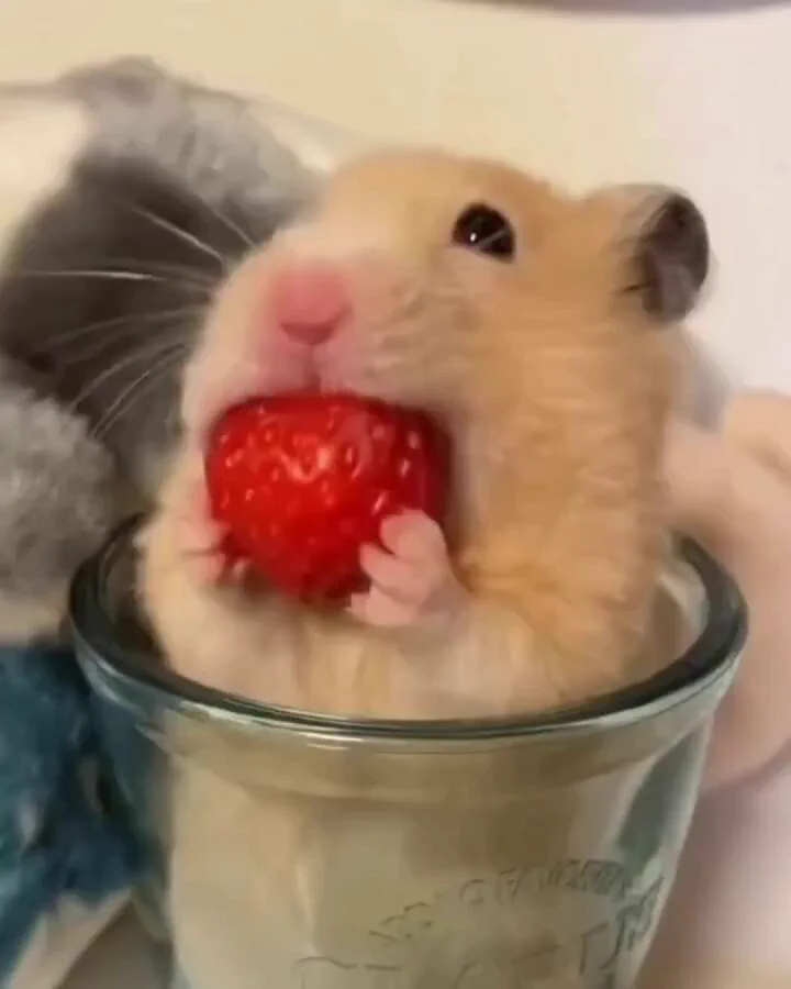 苺を頬張るハムスターがかわいい https://t.co/TLZvHuKPav
