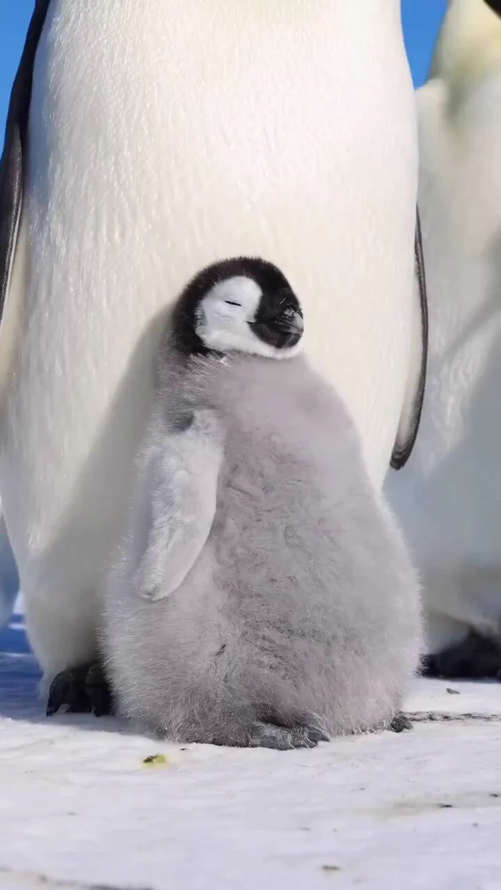眠そうなペンギンの子どもがかわいい https://t.co/6LSfku8NYc