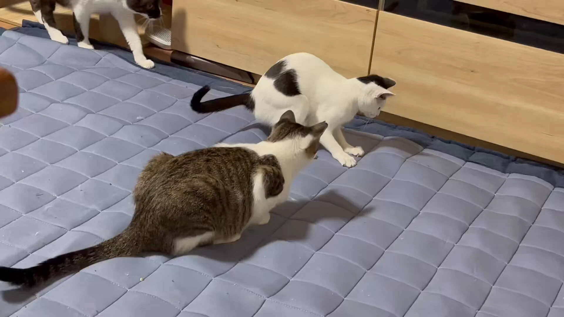 ラグの下に何かあるらしい https://t.co/2DTsaQLwlh