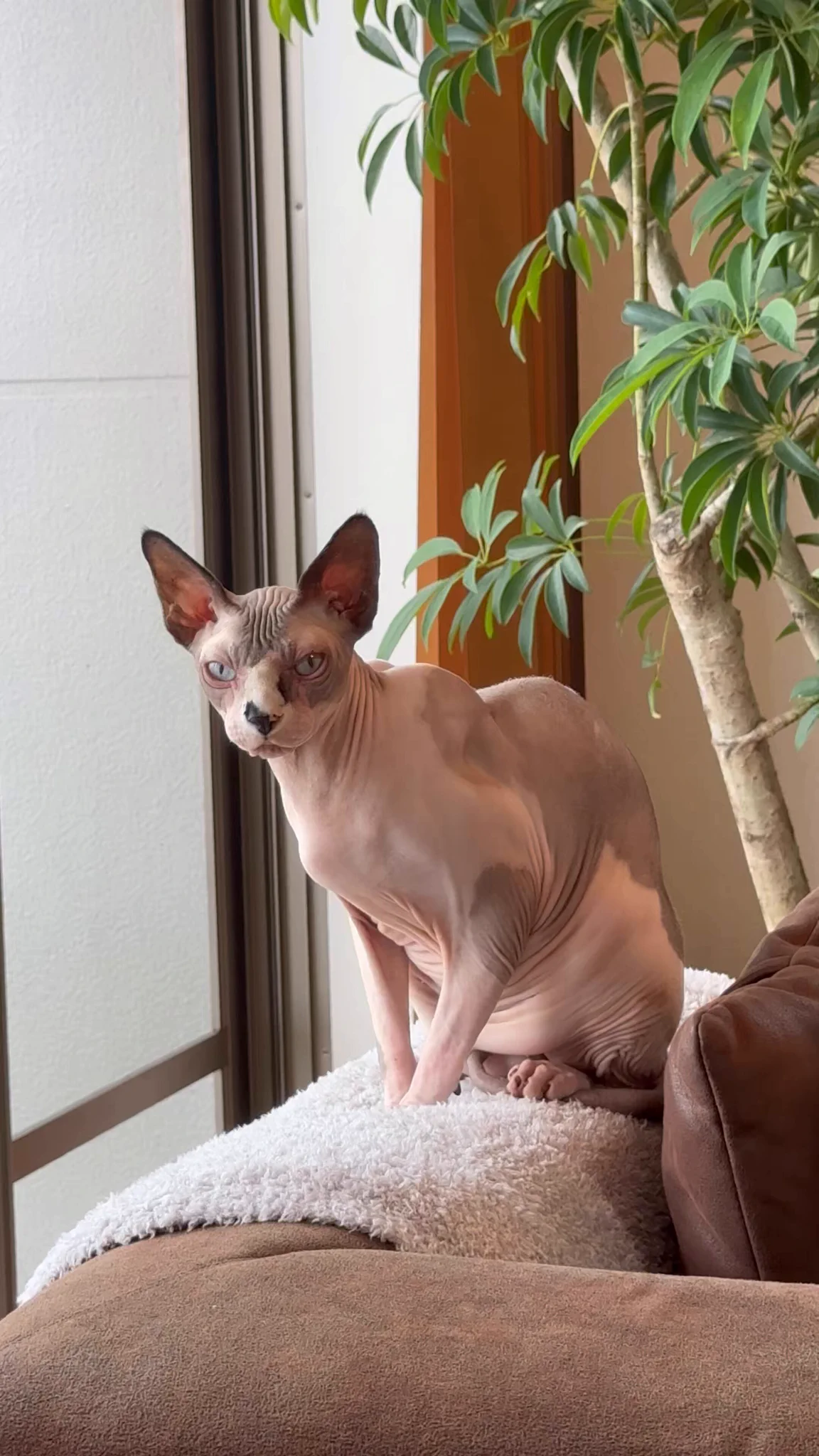 高貴なテンテン動画🐱💕

明日はお仕事なので、
はやく寝なきゃ！
それではおやちゅみ🛌ｽｬｱ… https://t.co/2vYTWtDoDC