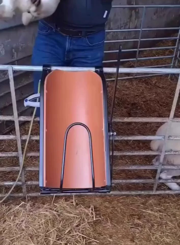 羊のワクチン接種がかわいい https://t.co/yqX2h1P0ok