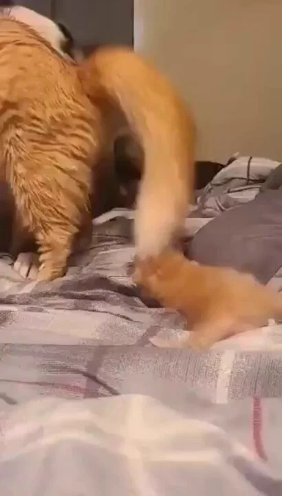 Mommy cat introduces new kitten to doggy friend https://t.co/Em1WPYvRLu
