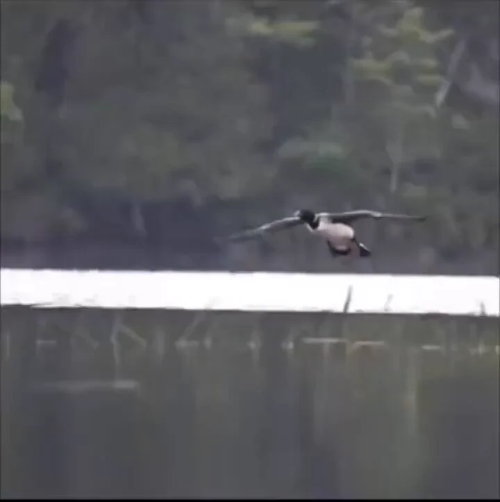 Awesome landing 😂 https://t.co/GaLabJ4cdx