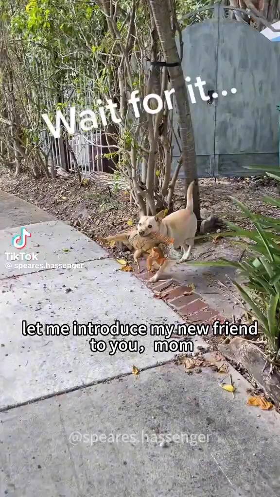 Dogs bring new friends home 🥰 https://t.co/Uyfq3rYrkM