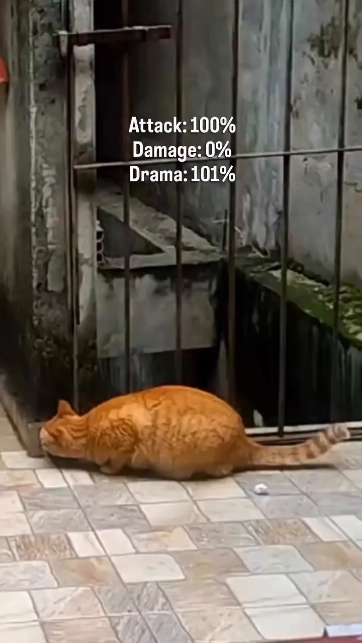Dramatic cat https://t.co/ayZjK1Hdxv