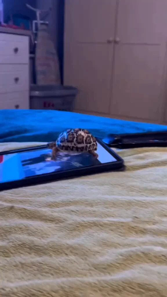 The baby turtle can’t stop sliding on the iPad screen 🐢 https://t.co/k57BQTxQC8