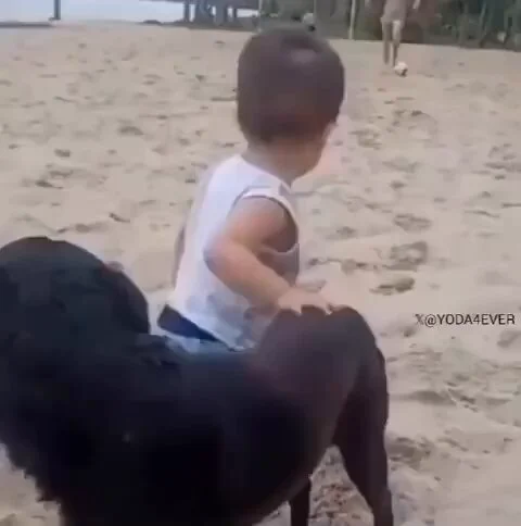 A dog helping a child take his first steps.. 🥹 https://t.co/PVgzWkBLA5