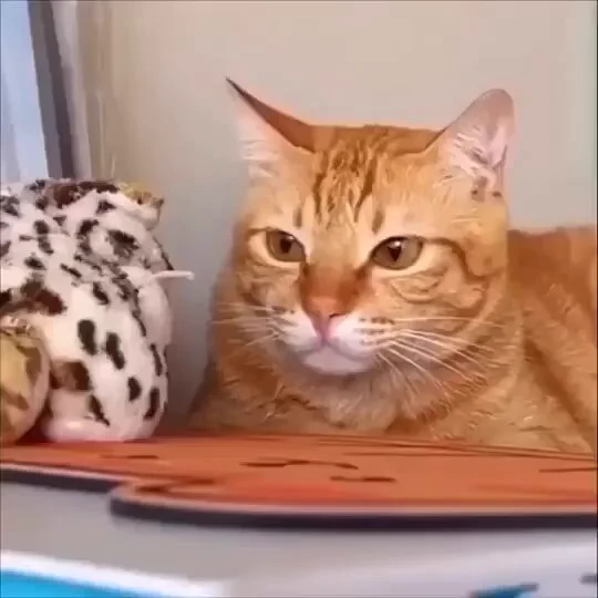 How to catch fly 🪰 https://t.co/JG7aKU9X6y