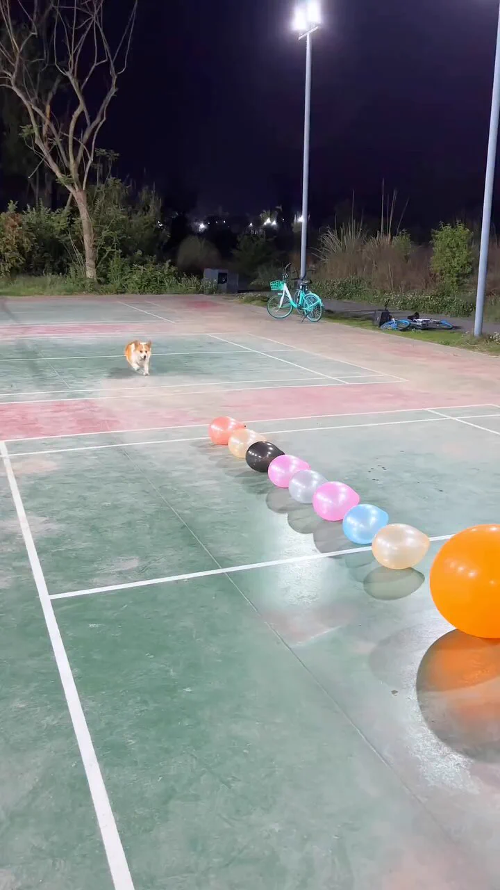風船を割るコーギーがかわいい https://t.co/zj5gE23Gmu